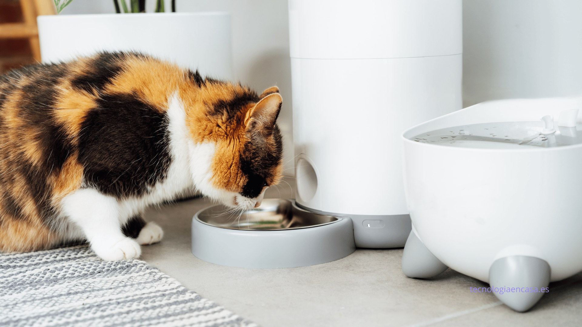 Dispositivos Smart para Mascotas: Alimentadores y Monitores